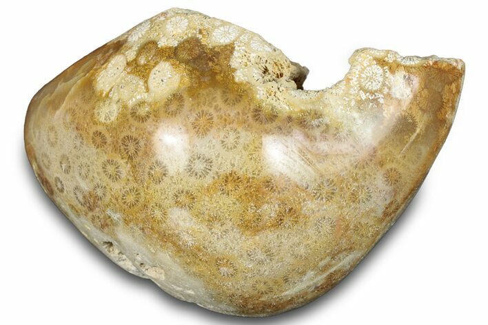Polished Fossil Coral Head - Indonesia #293846